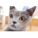 Подушка-кошка 3D "Британская" маленькая 55 см.